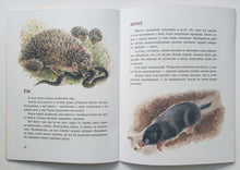 Загрузить изображение в средство просмотра галереи, В нашем лесу. В.Чаплина