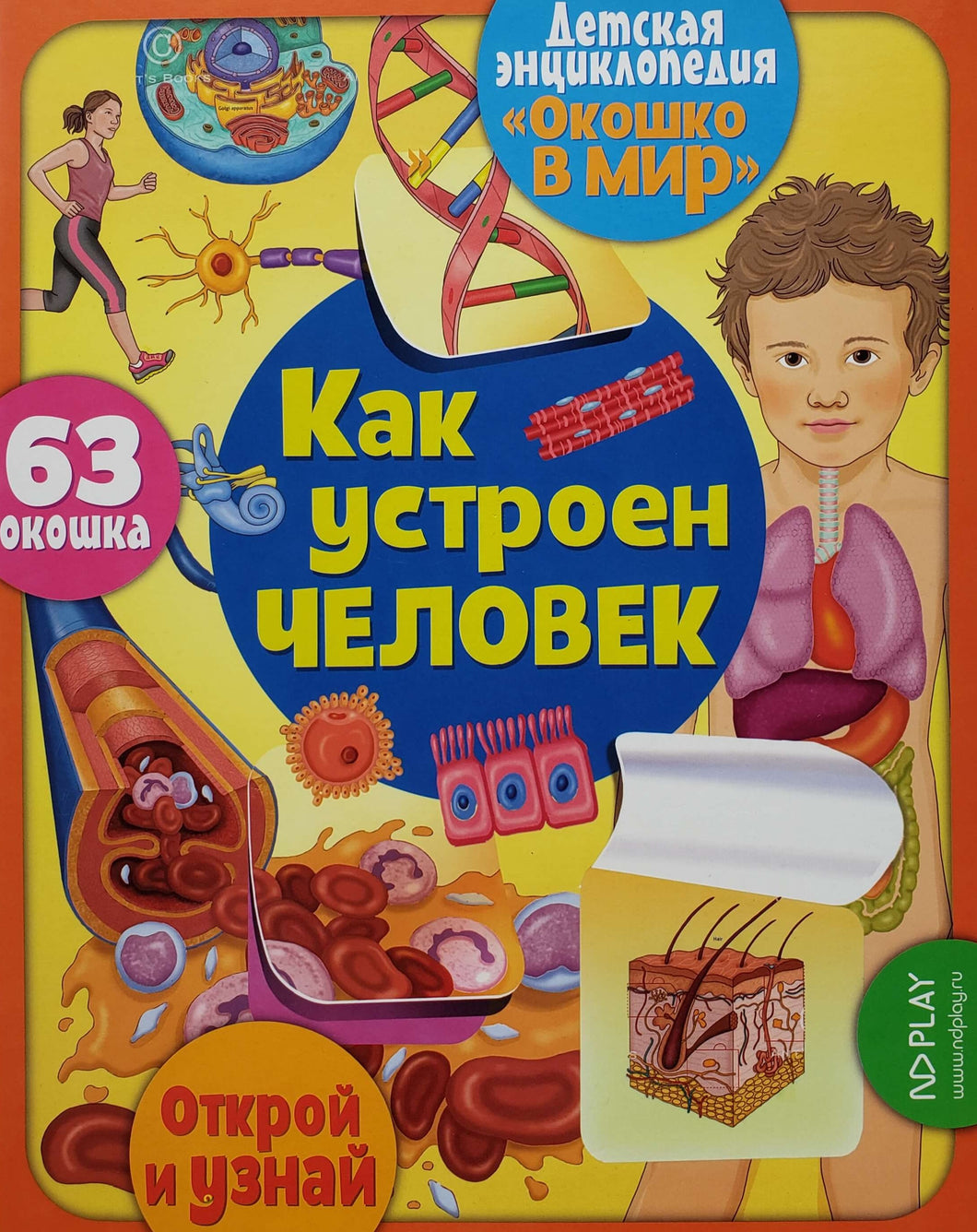 Книжка-картонка с окошками. Как устроен человек