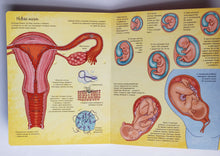Загрузить изображение в средство просмотра галереи, Книжка-картонка с окошками. Как устроен человек
